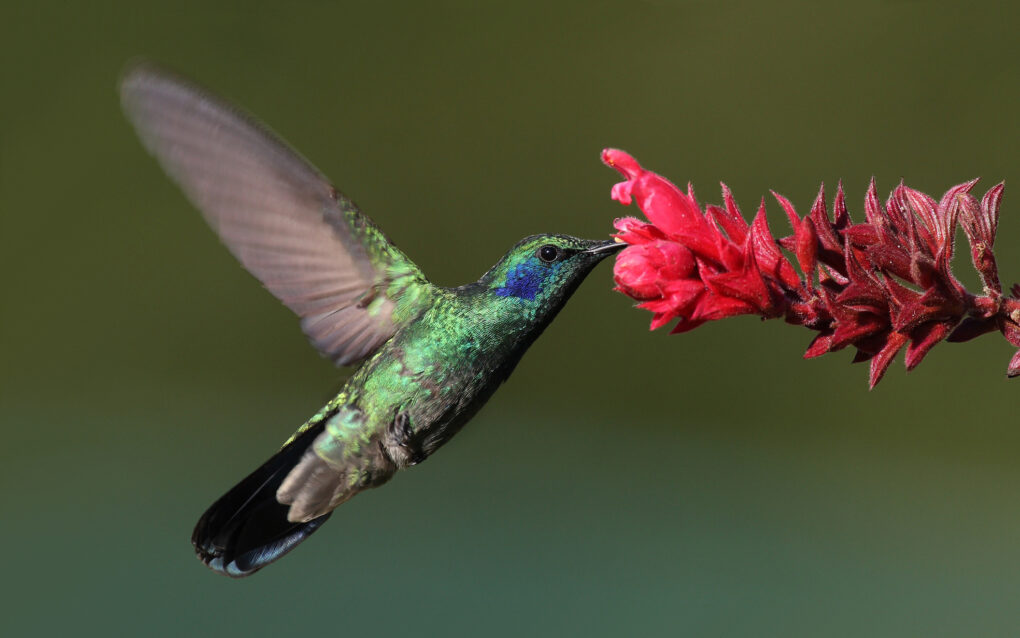 Ieder Vogeltje zingt zoals het gebekt is - Animal Wisdom